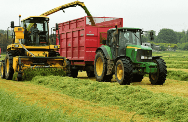 What Is Corn Silage Best Guideline Of Corn Silage For 2024