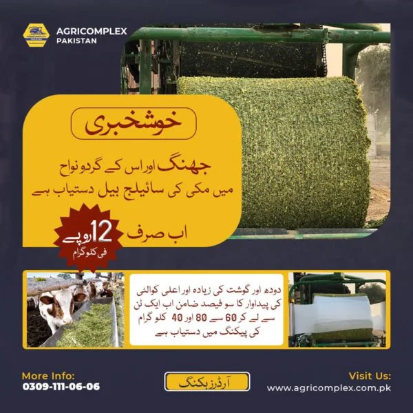 Corn Silage For Sale