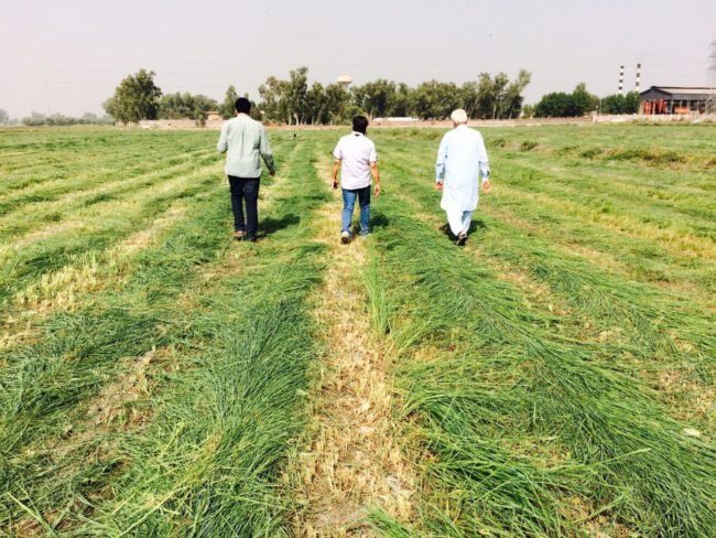 Oat Silage