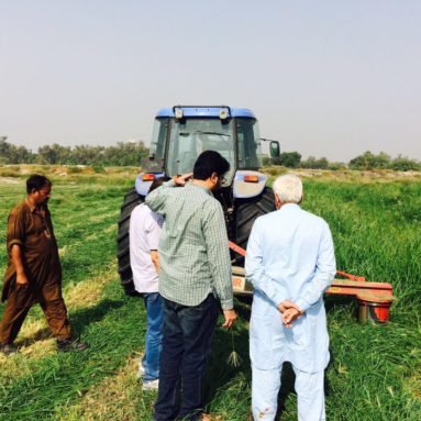 Oat silage harvesting
