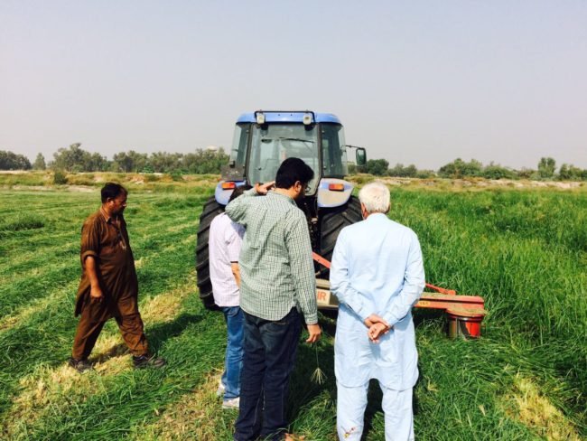 Oat silage harvesting