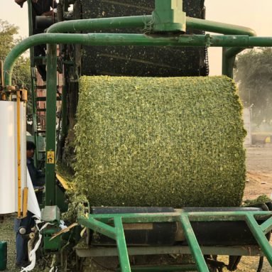 Silage Wrapping Process