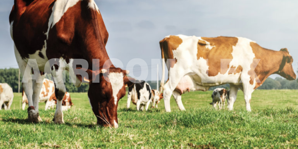 IMG_0509 Animal Feed