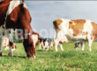 Animal Feed