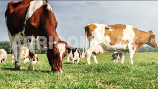 IMG_0509 Animal Feed
