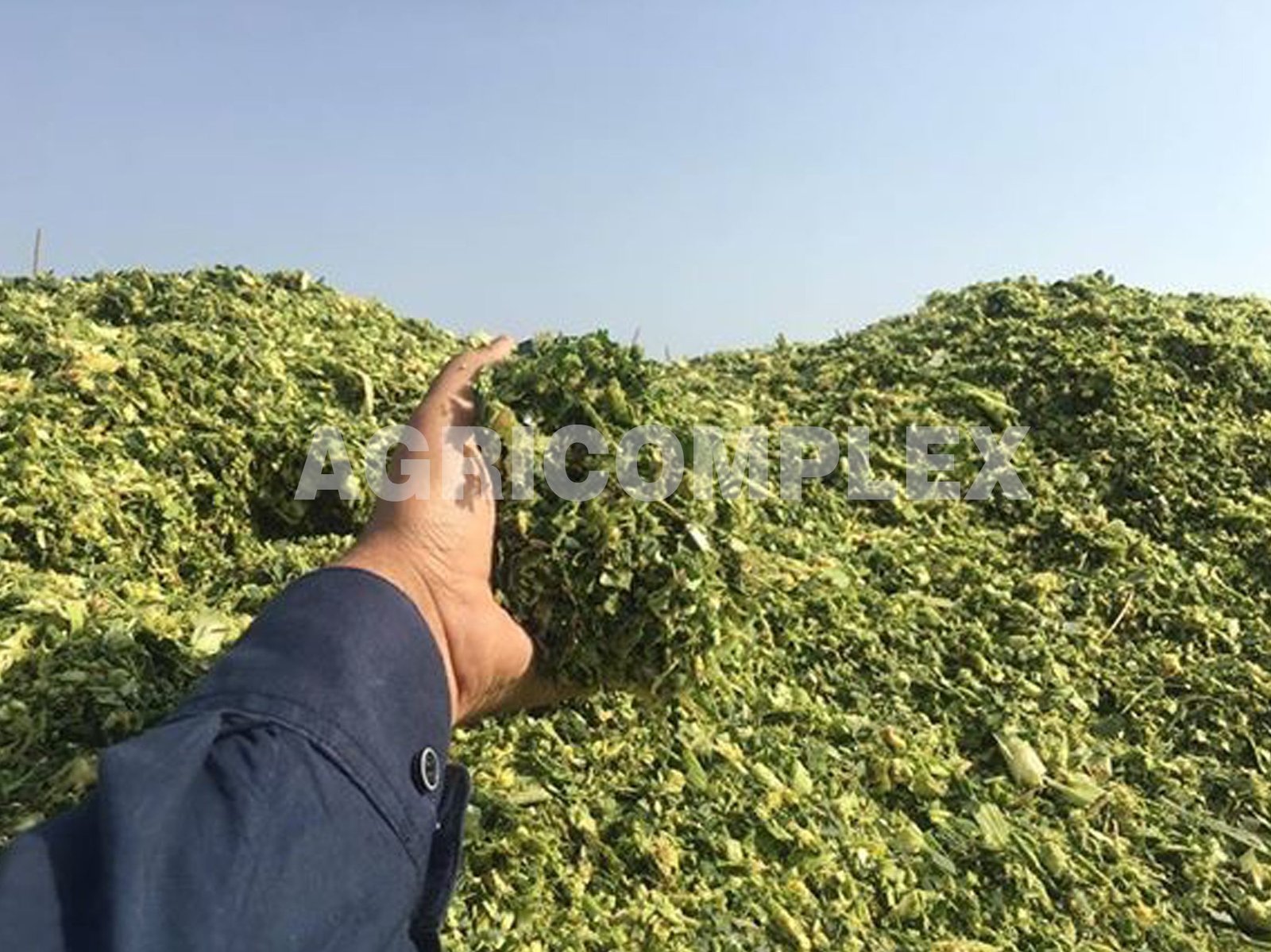 Consultancy Services 3 Corn Silage