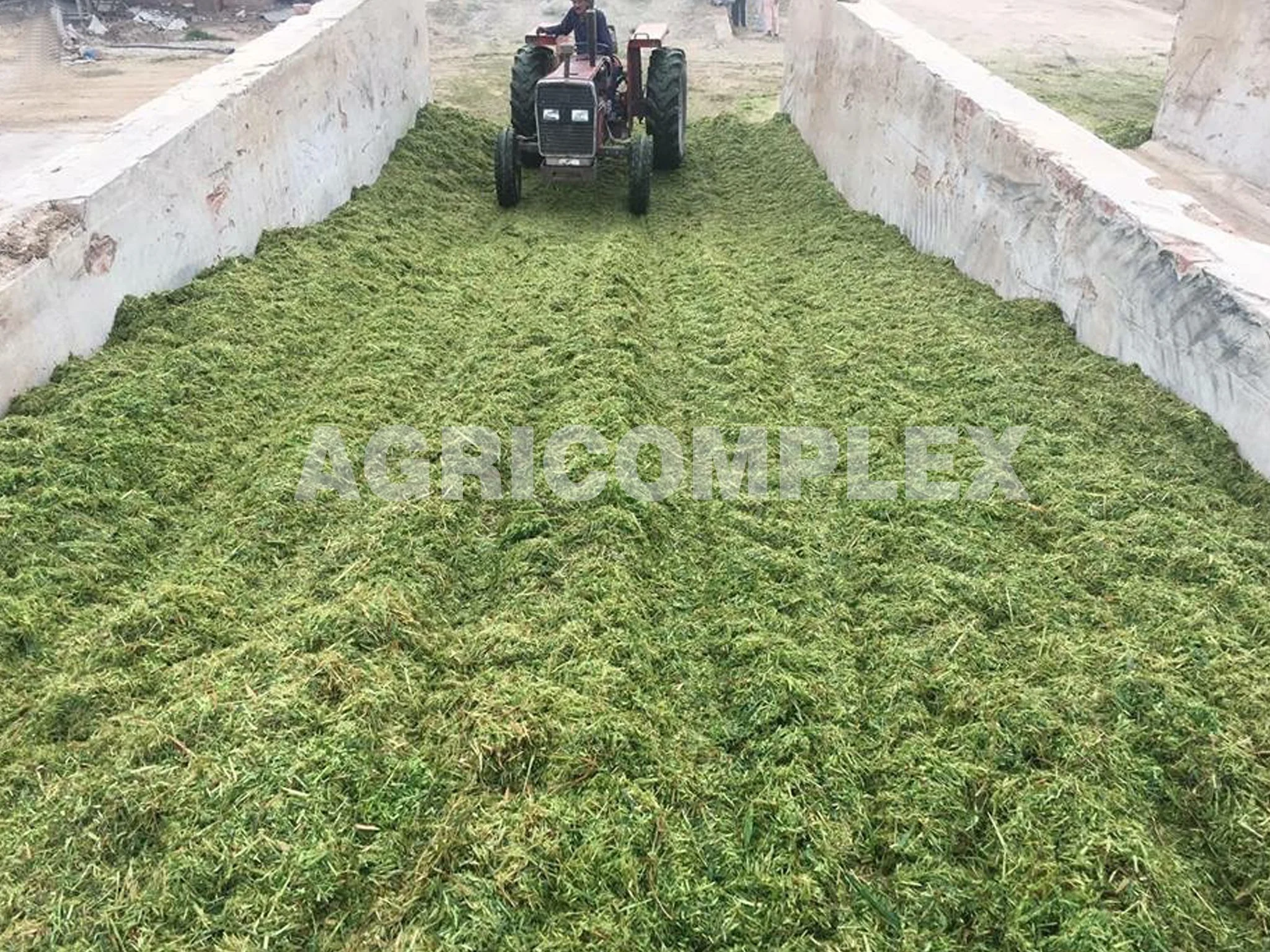 Corn Silage Chopping