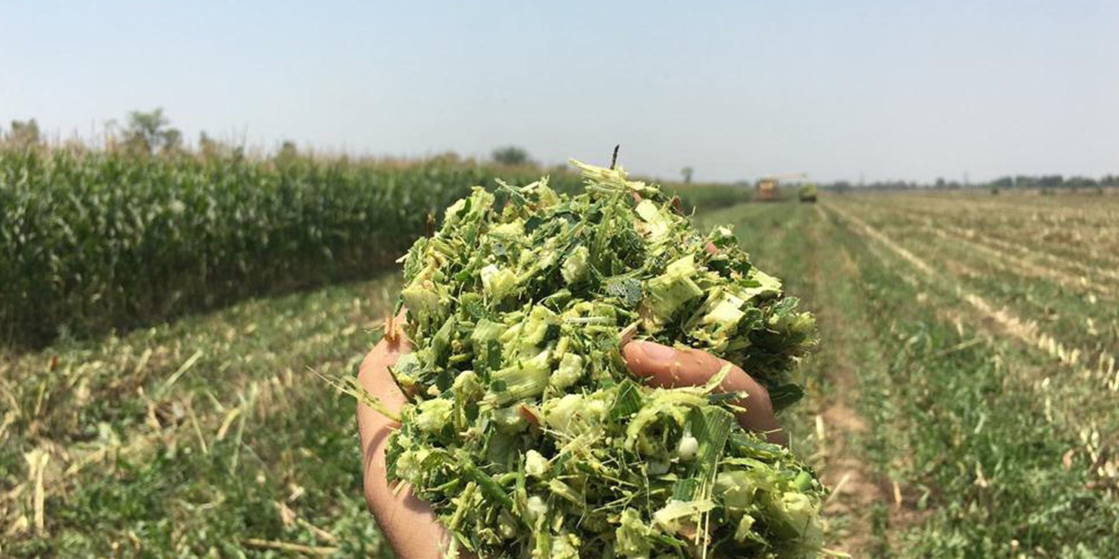 Best Quality Corn Silage