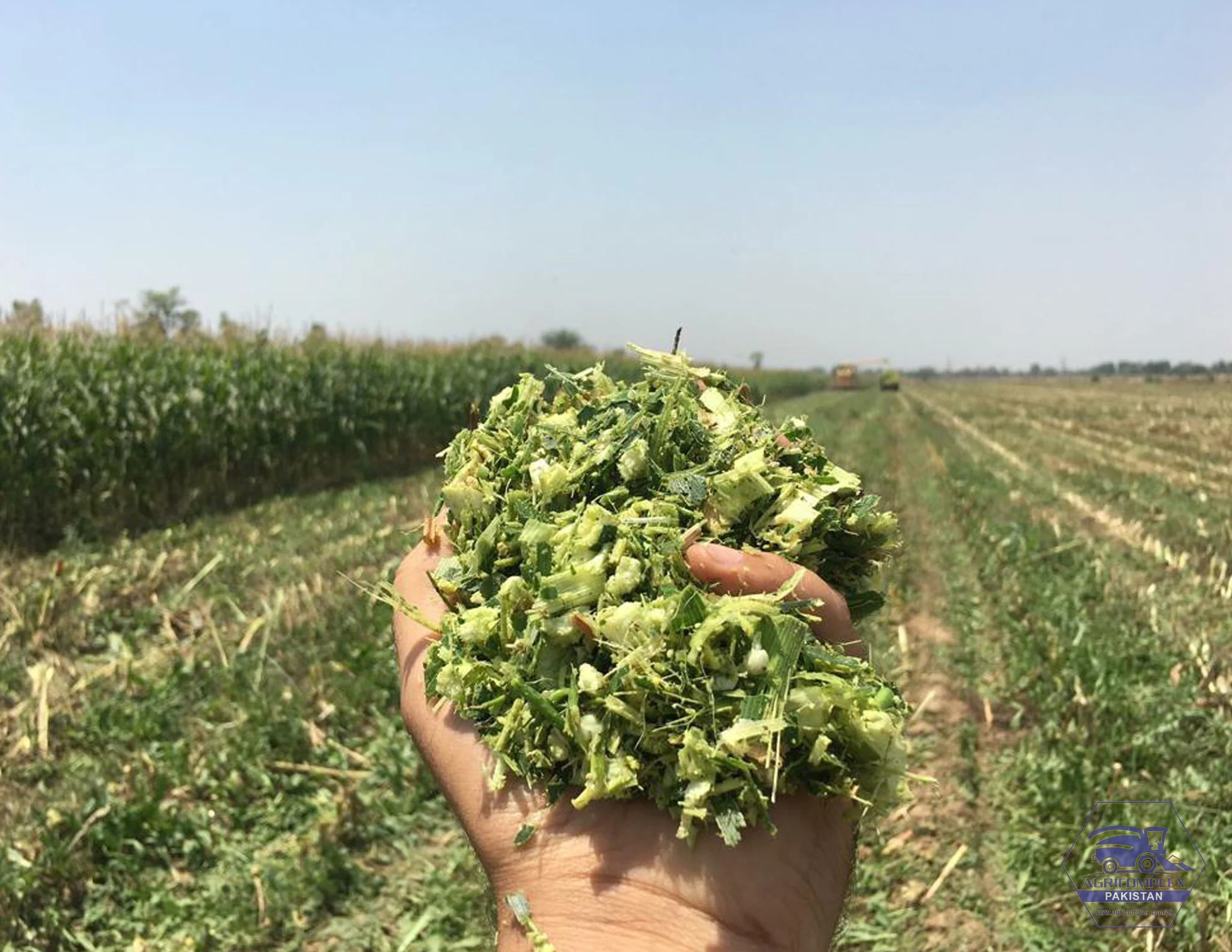 Best Quality Corn Silage