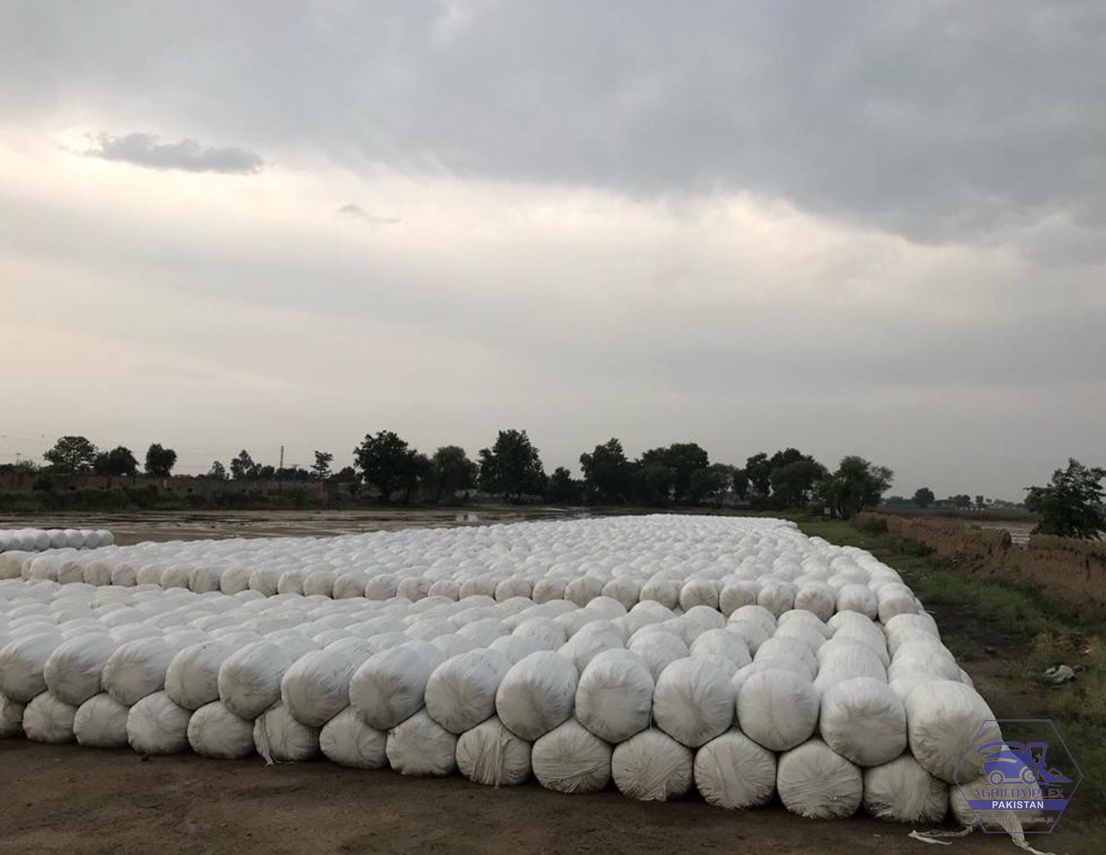 Corn Silage bales for sale in Pakistan