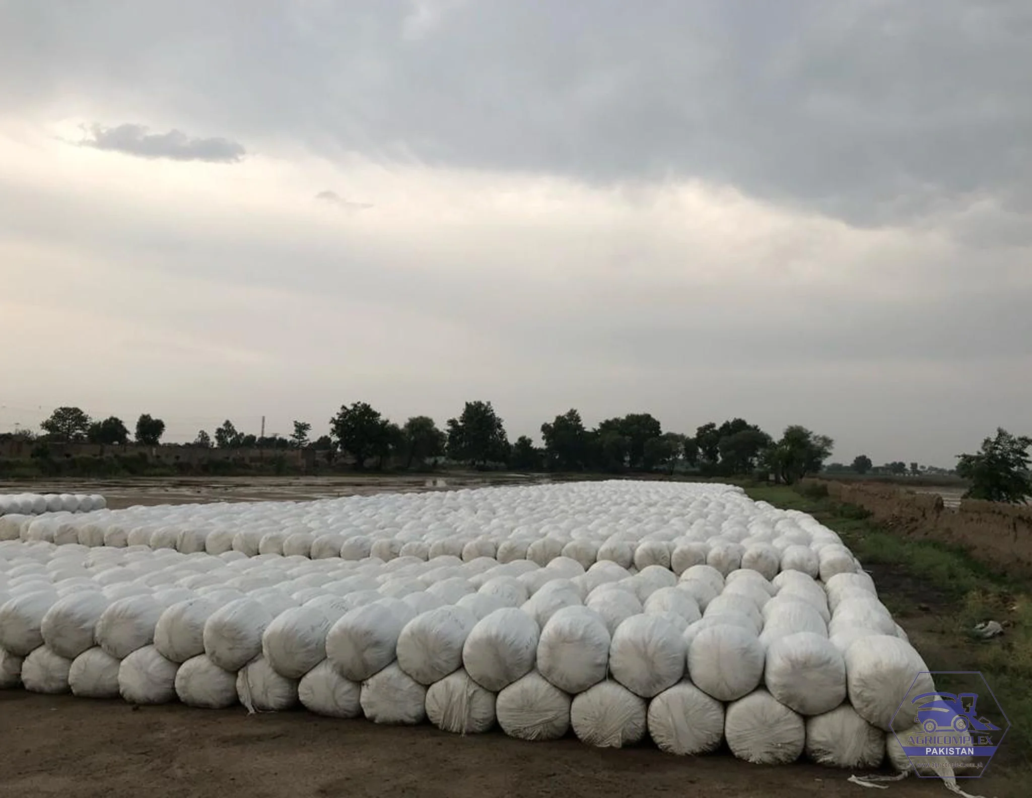 Corn Silage bales for sale in Pakistan
