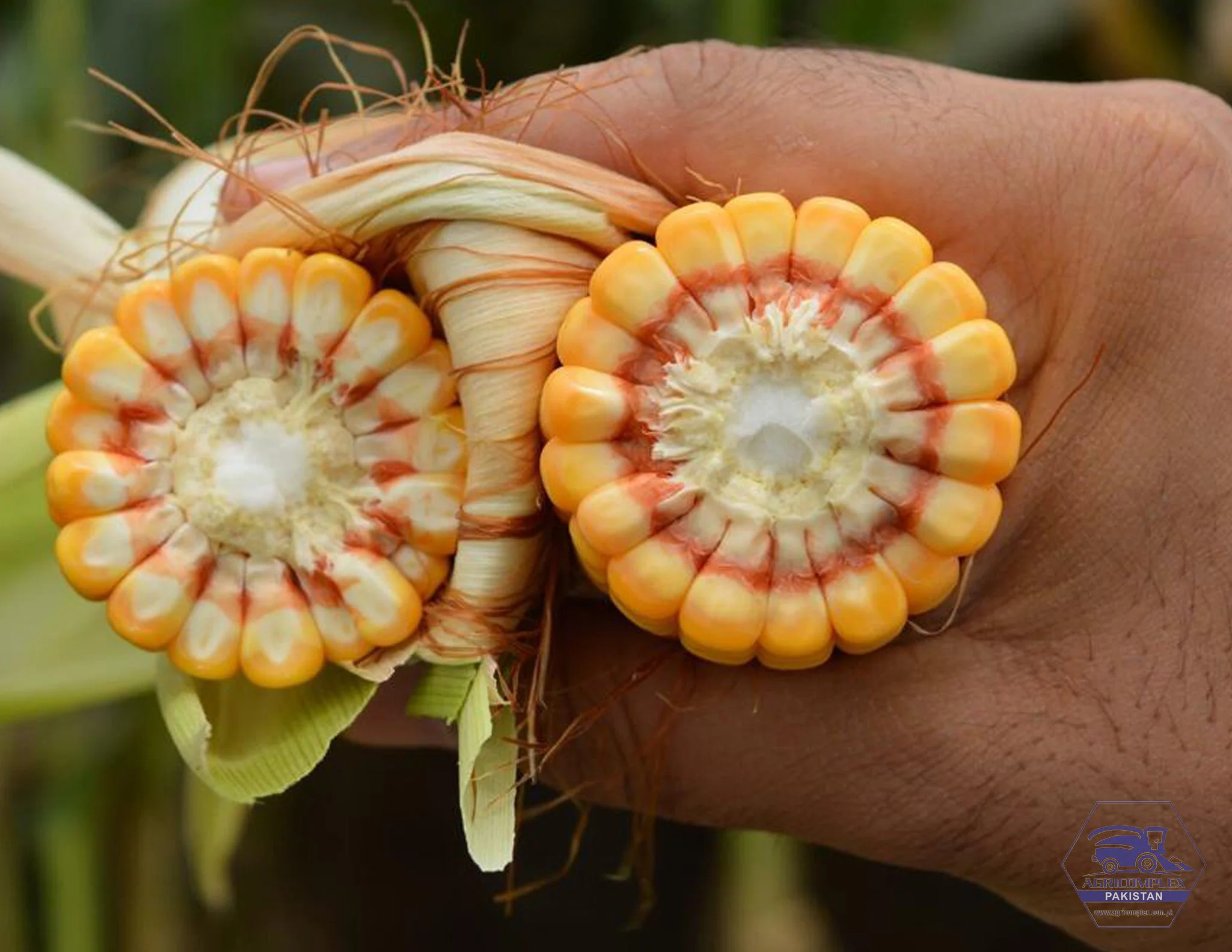 Corn Silage Maize for Silage