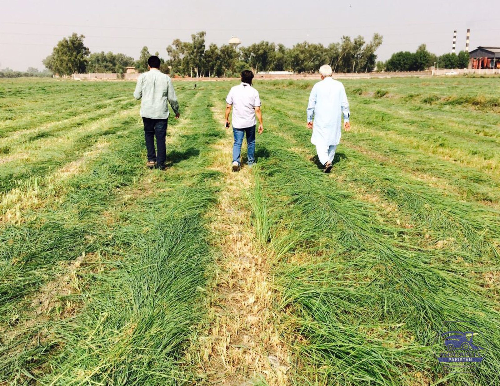 Mission 3 Oat Silage