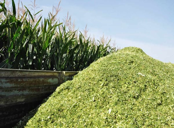 Corn Silage Suppliers