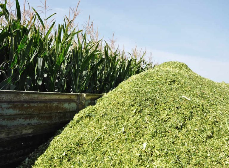 Corn Silage Price In Pakistan Pakistan