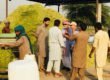 corn silage suppliers in pakistan