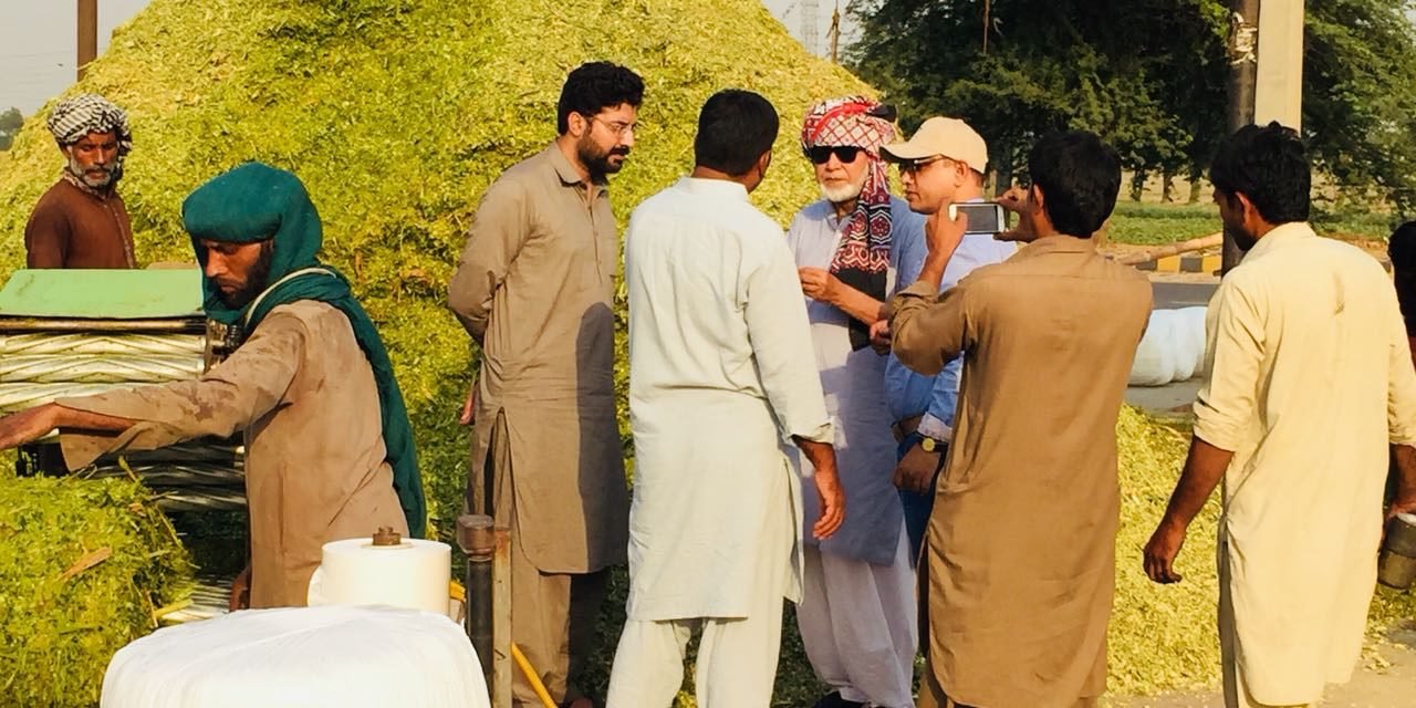 corn silage suppliers in pakistan