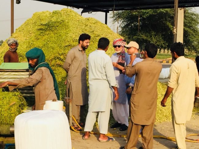 corn silage suppliers in pakistan