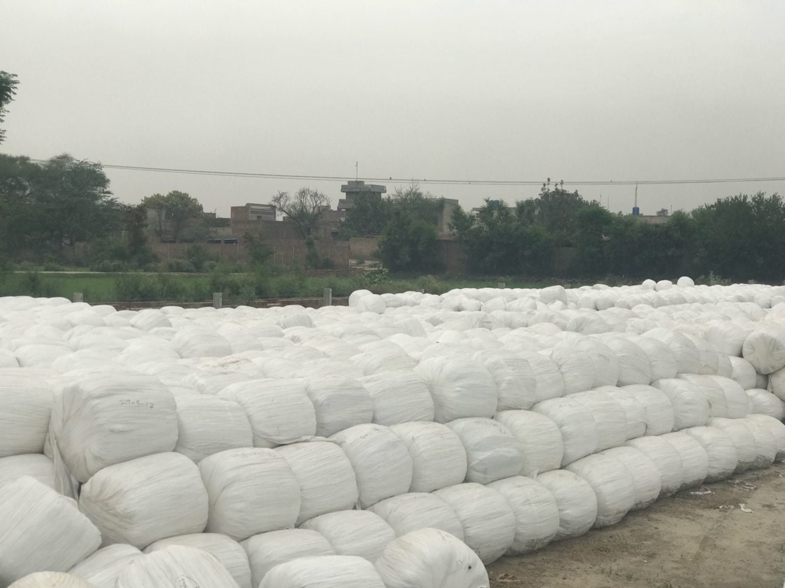 Corn Silage Price In Pakistan Pakistan