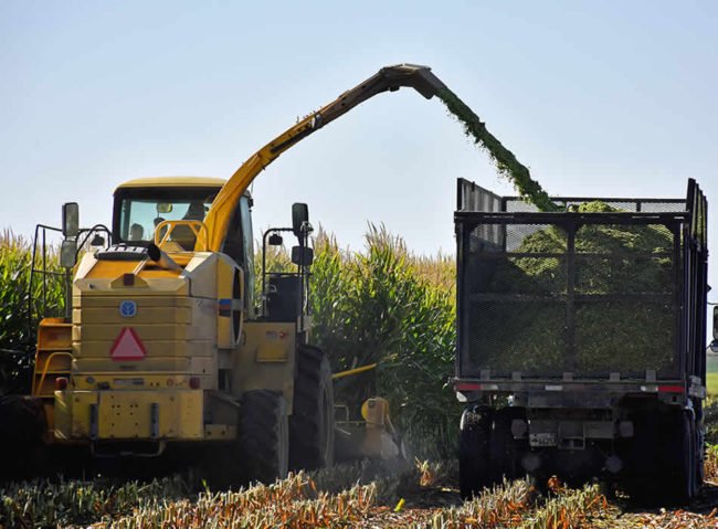 Silage-Harvestor-OPD Corn Silage FAQs