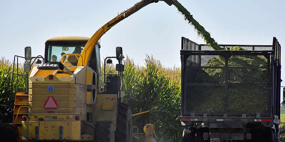 Corn Silage FAQs