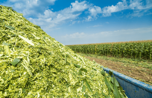 The Comprehensive Guide to Corn Silage Producers in Pakistan 4 corn silage per acre by agricomplex.com.pk