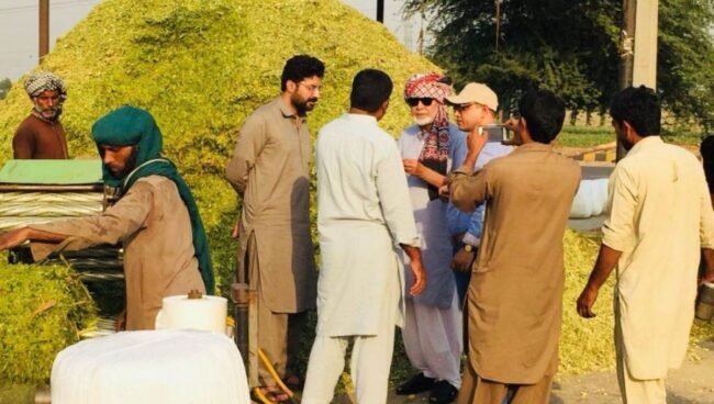 corn silage suppliers in pakistan corn silage suppliers in pakistan