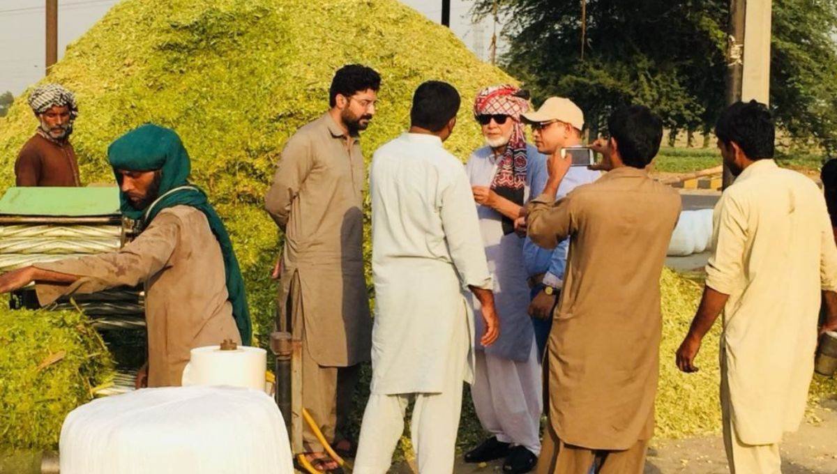 corn silage suppliers in pakistan