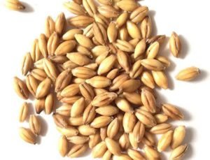 Wheat Seeds