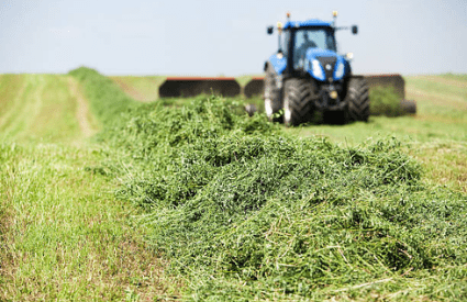 Alfalfa Hay in Pakistan: The Ultimate Resource for Farmers and Suppliers 1 alfalfa hay in pakistan