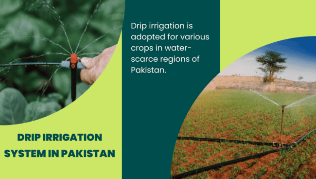 Drip Irrigation Archives - Agricomplex Pakistan