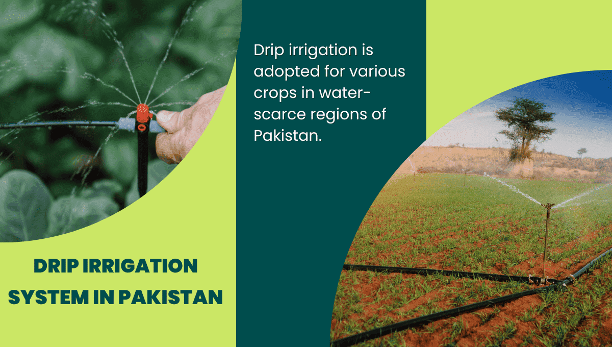 Drip irrigation system: All you need to know | Housing News