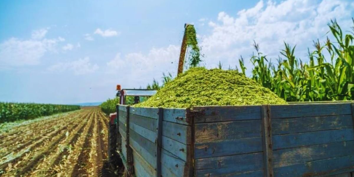 7 Essential Insights into Haylage vs Silage 7 Essential Insights into Haylage vs Silage