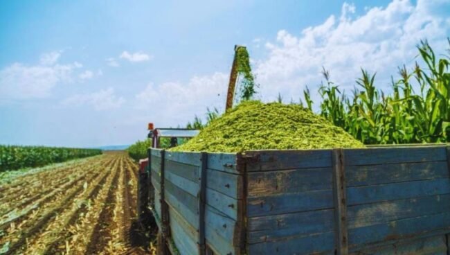 7 Essential Insights into Haylage vs Silage 7 Essential Insights into Haylage vs Silage