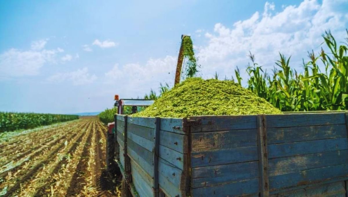 7 Essential Insights Into Haylage Vs Silage: Unearthing The Best Feed ...