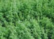Alfalfa
