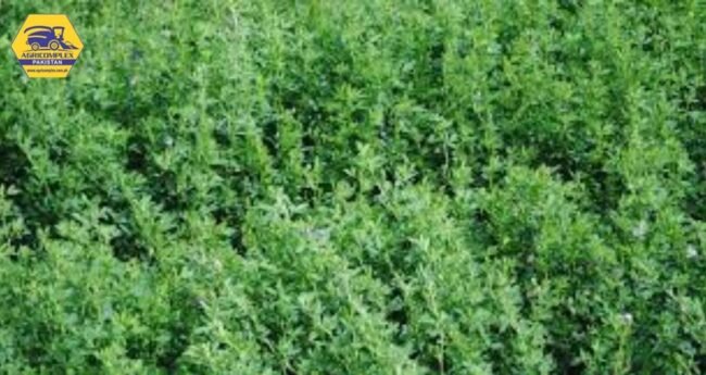 Alfalfa Alfalfa