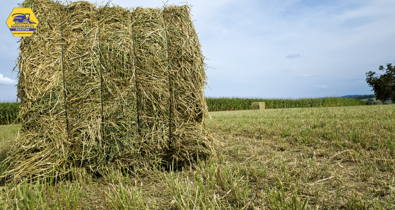 Alfalfa Hay Alfalfa Hay