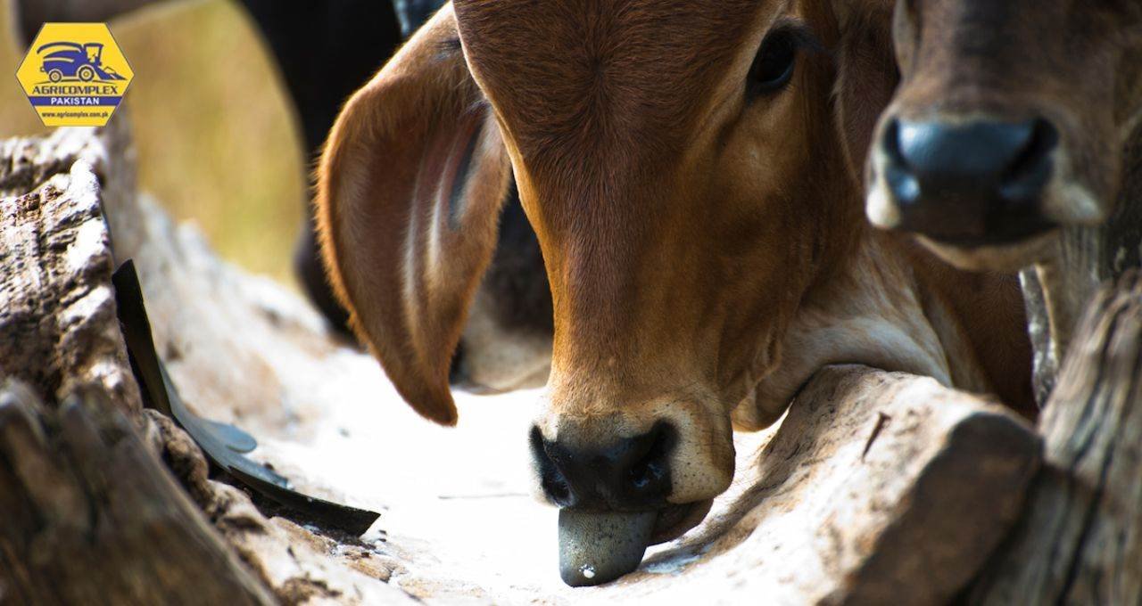 Bloat Block for Cattle