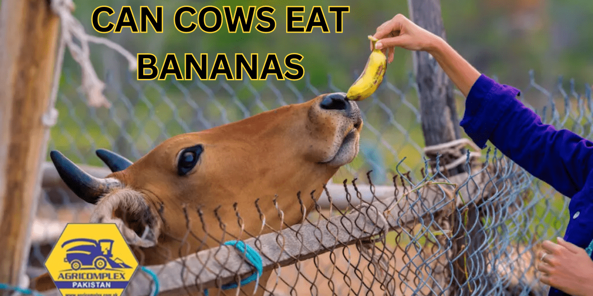 CAN COWS EAT BANANAS CAN COWS EAT BANANAS