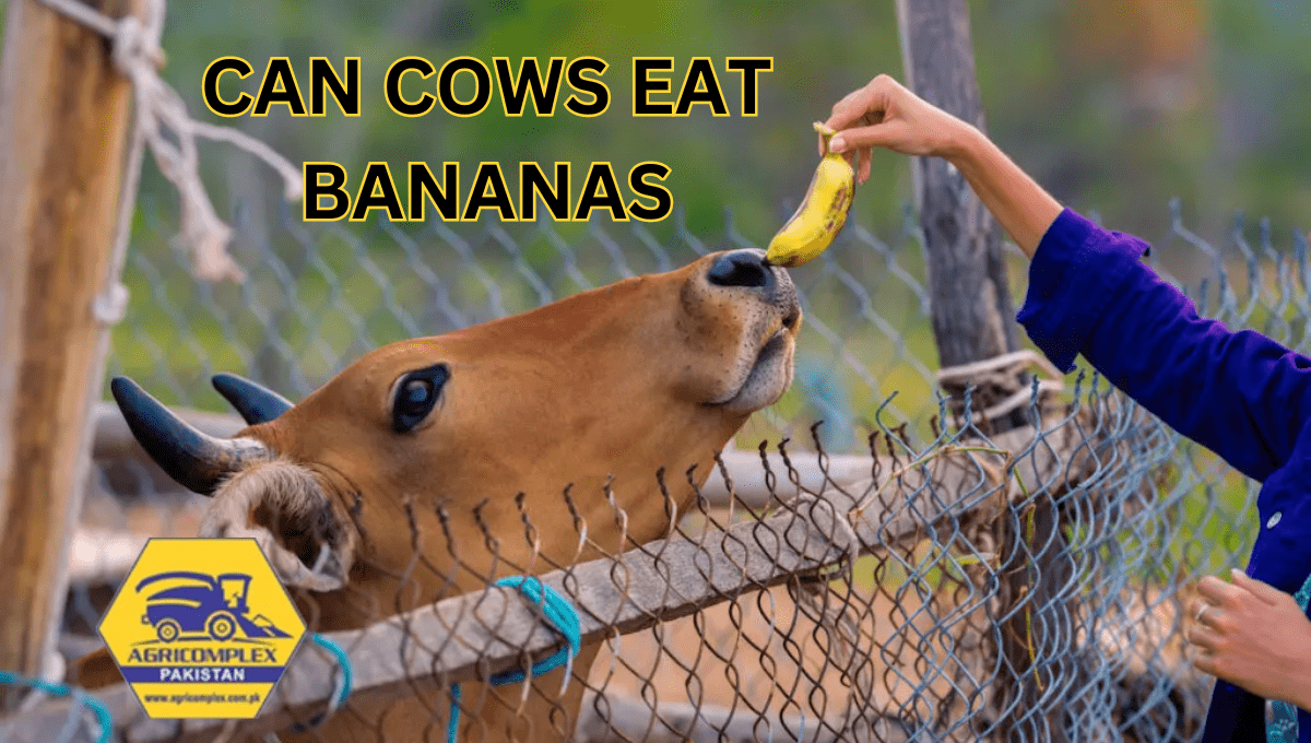 CAN COWS EAT BANANAS