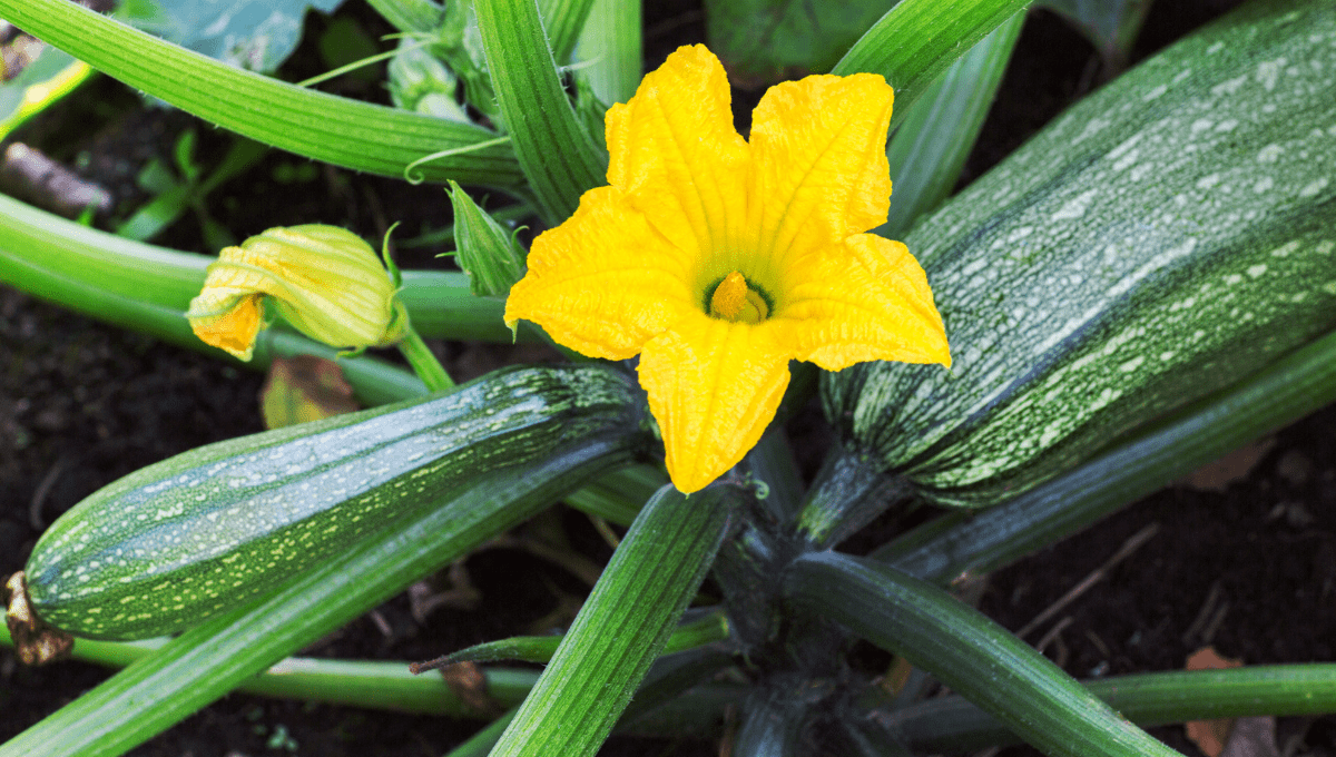 Can Goats Eat Zucchini