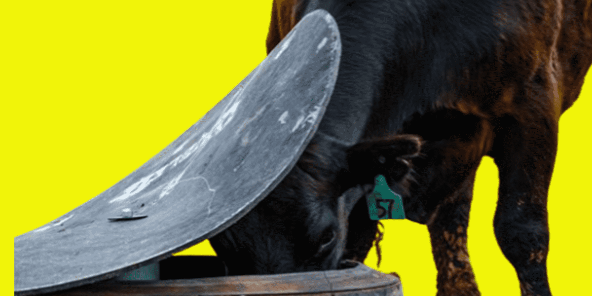 Cattle Mineral Feeder with Fly Control Cattle Mineral Feeder with Fly Control