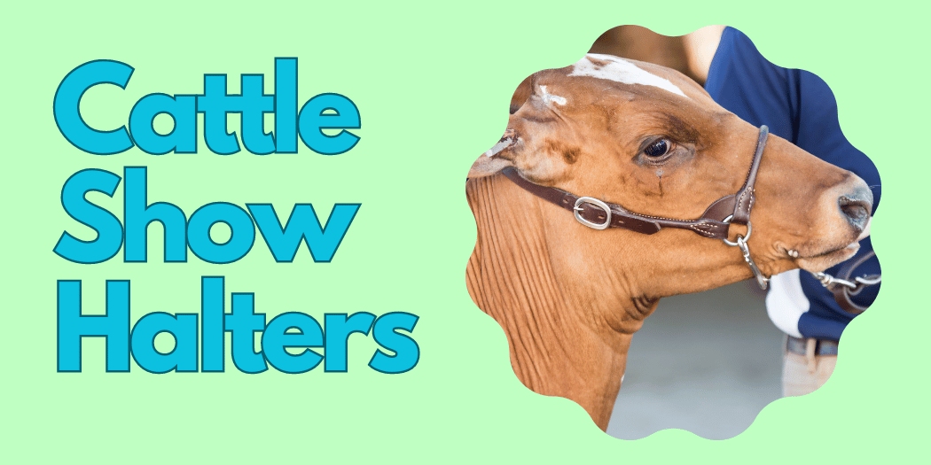 Cattle Show Halters calf Cattle Show Halters