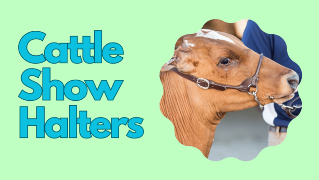 Cattle Show Halters calf Cattle Show Halters