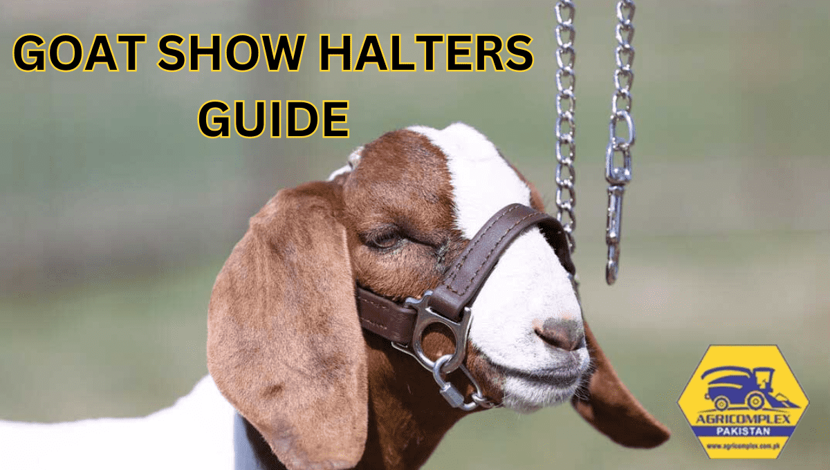 GOAT SHOW HALTERS