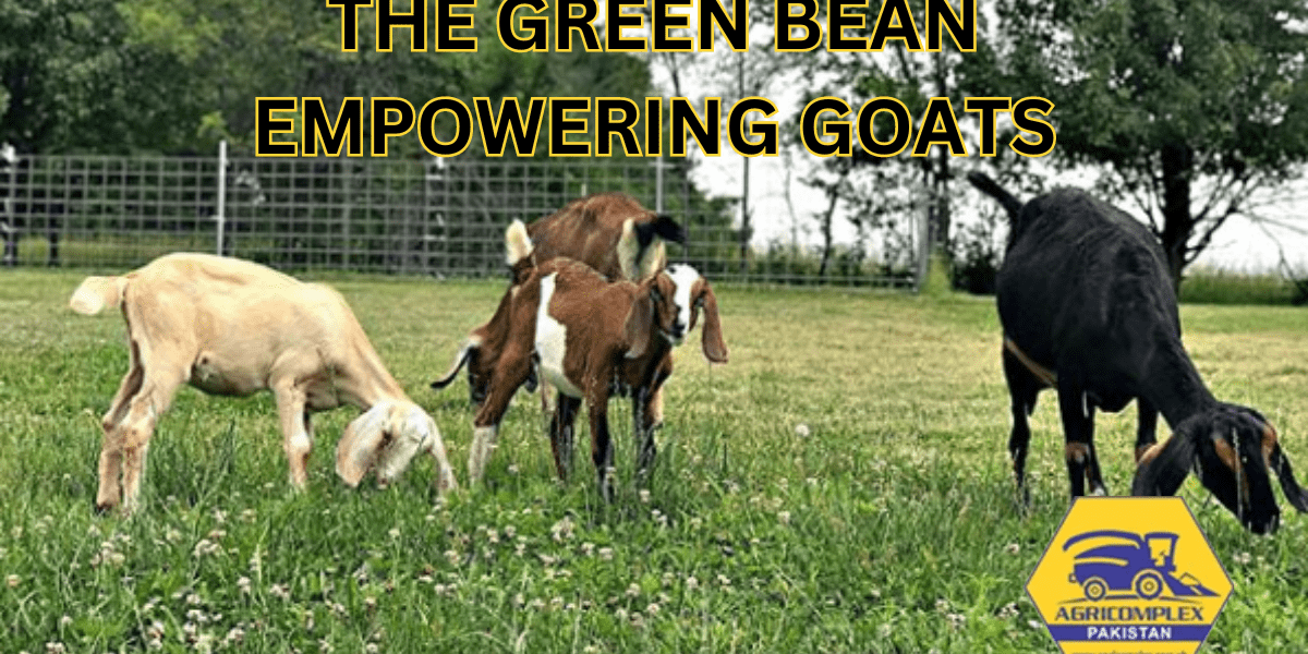 GREEN BEAN EMPOWERING GOATS GREEN BEAN EMPOWERING GOATS