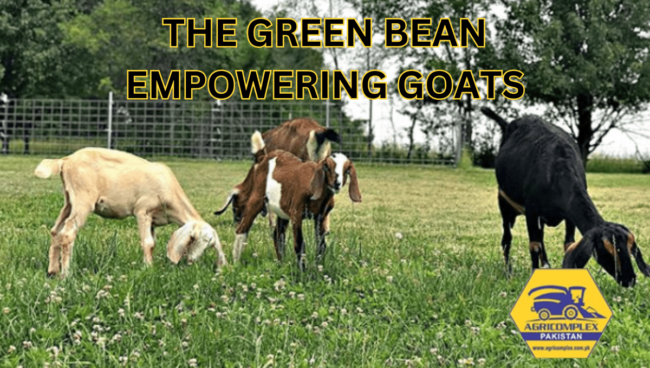 GREEN BEAN EMPOWERING GOATS GREEN BEAN EMPOWERING GOATS