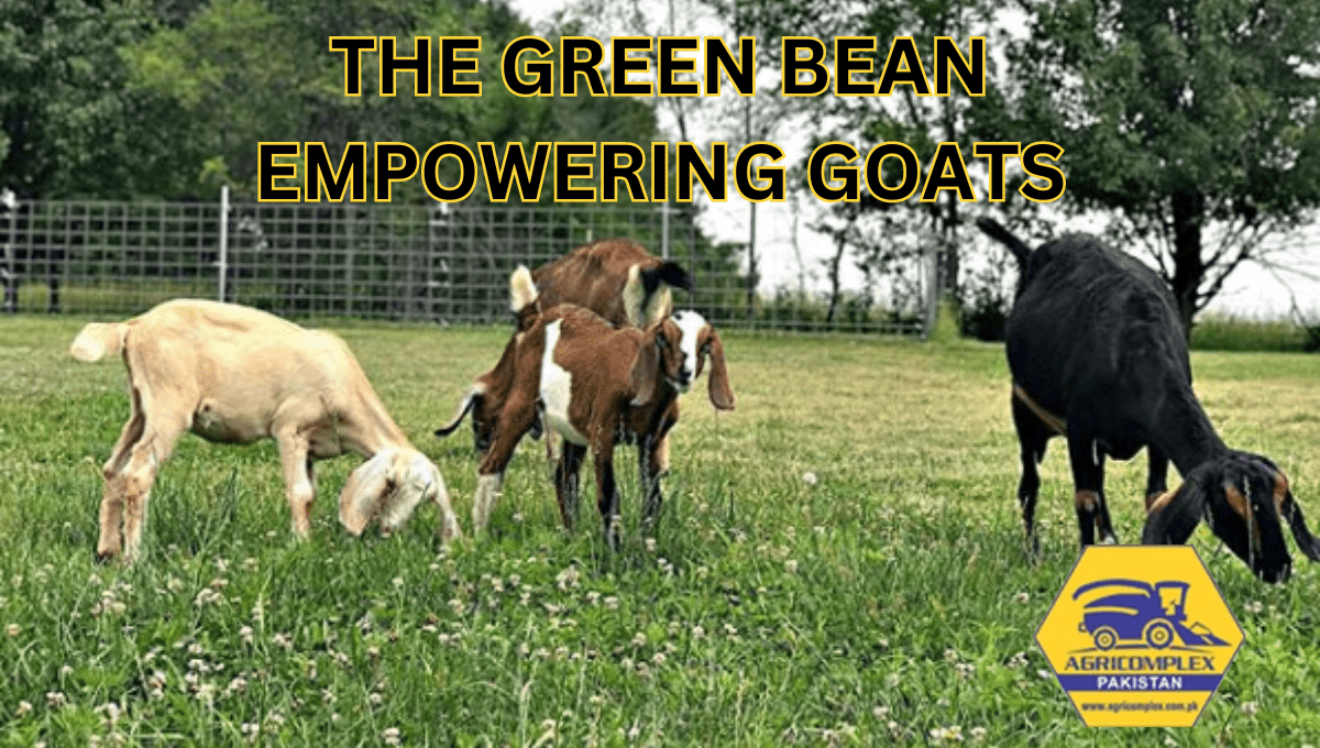 GREEN BEAN EMPOWERING GOATS