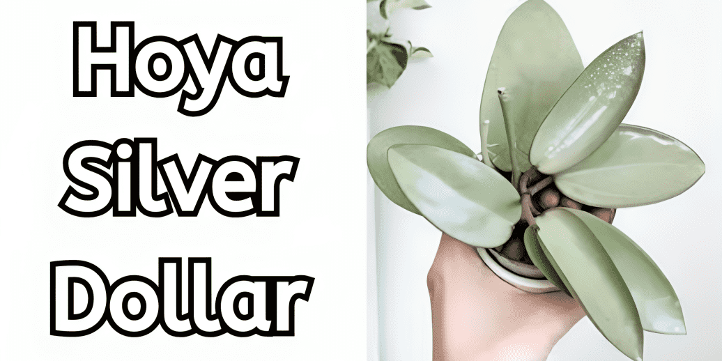 Hoya Silver Dollar